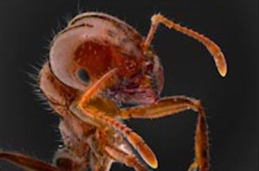 Fire ant