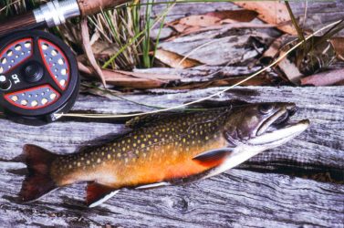 Trout